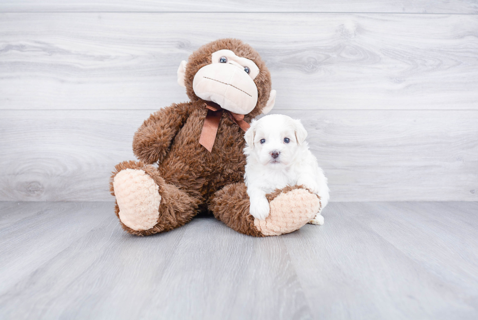 Smart Maltipoo Poodle Mix Pup