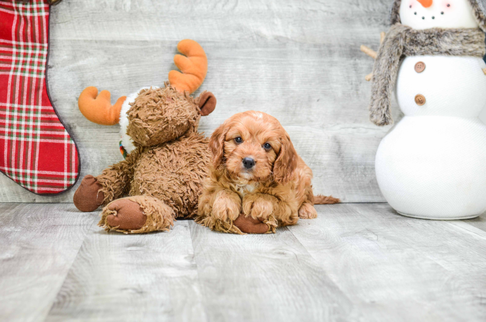 Cavapoo Pup Being Cute