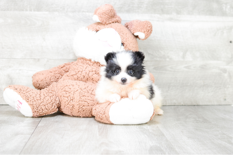 Pomeranian Pup Being Cute