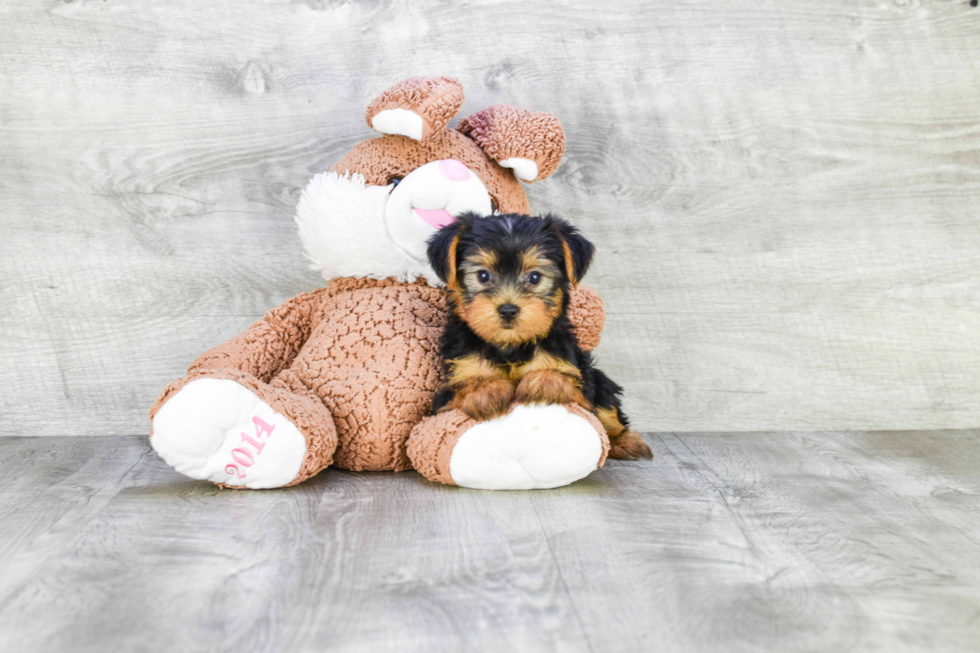 Meet Jeremy - our Yorkshire Terrier Puppy Photo 