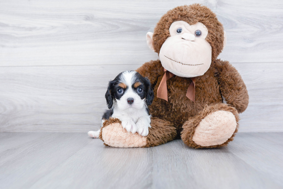 Cavalier King Charles Spaniel Puppy for Adoption