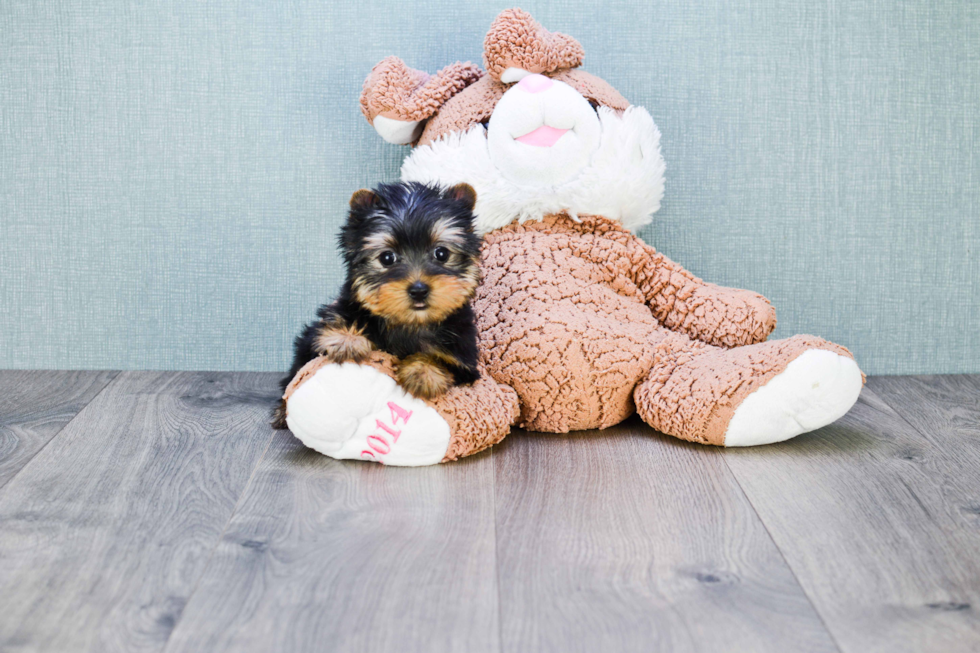 Meet Cali - our Yorkshire Terrier Puppy Photo 