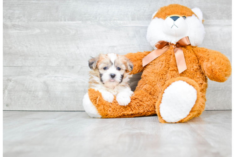 Teddy Bear Pup Being Cute