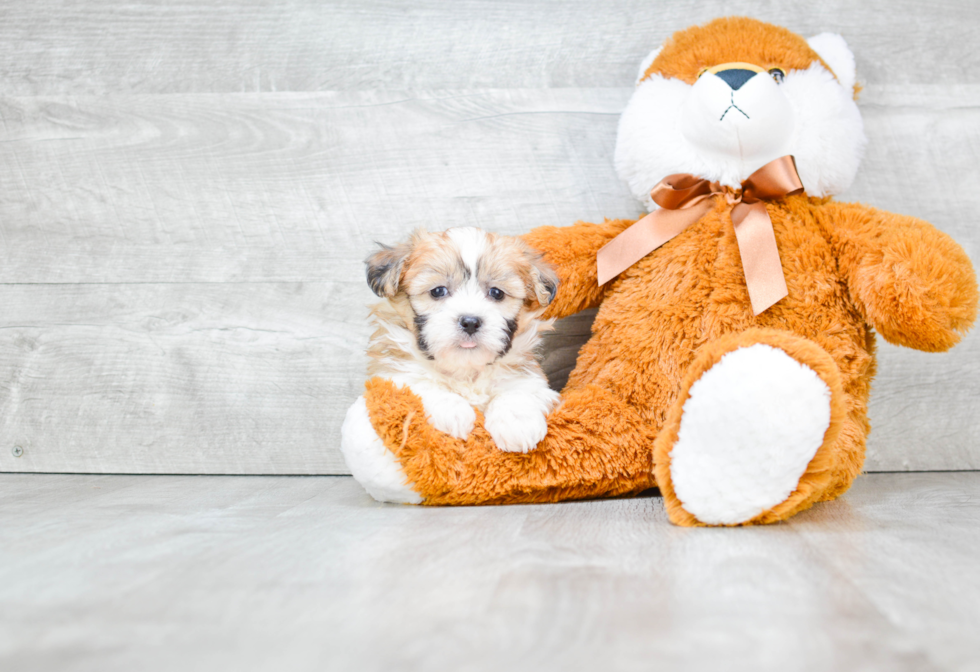 Teddy Bear Pup Being Cute