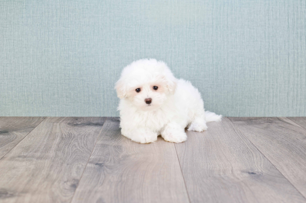 Playful Maltese Purebred Pup