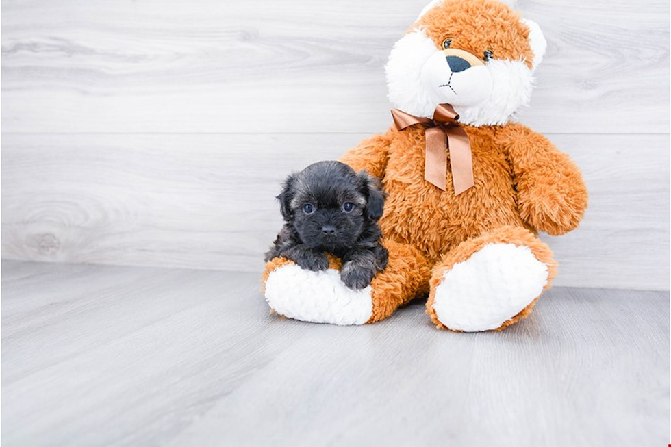 Teddy Bear Puppy for Adoption