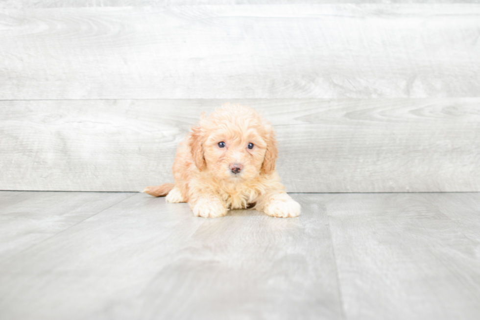 Teddy Bear Pup Being Cute