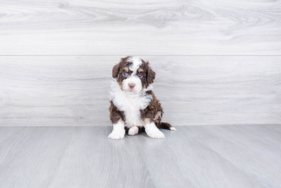 Popular Mini Bernedoodle Poodle Mix Pup