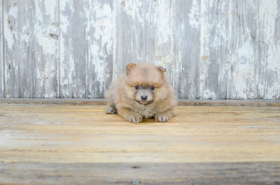 Playful Pomeranian Purebred Pup