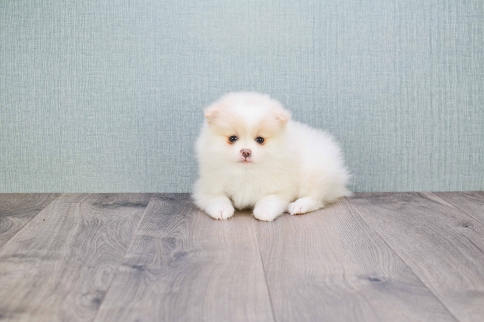 Best Pomeranian Baby