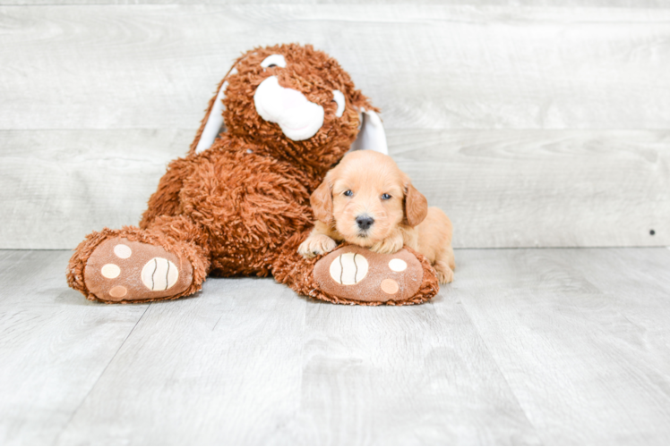 Small Mini Goldendoodle Baby