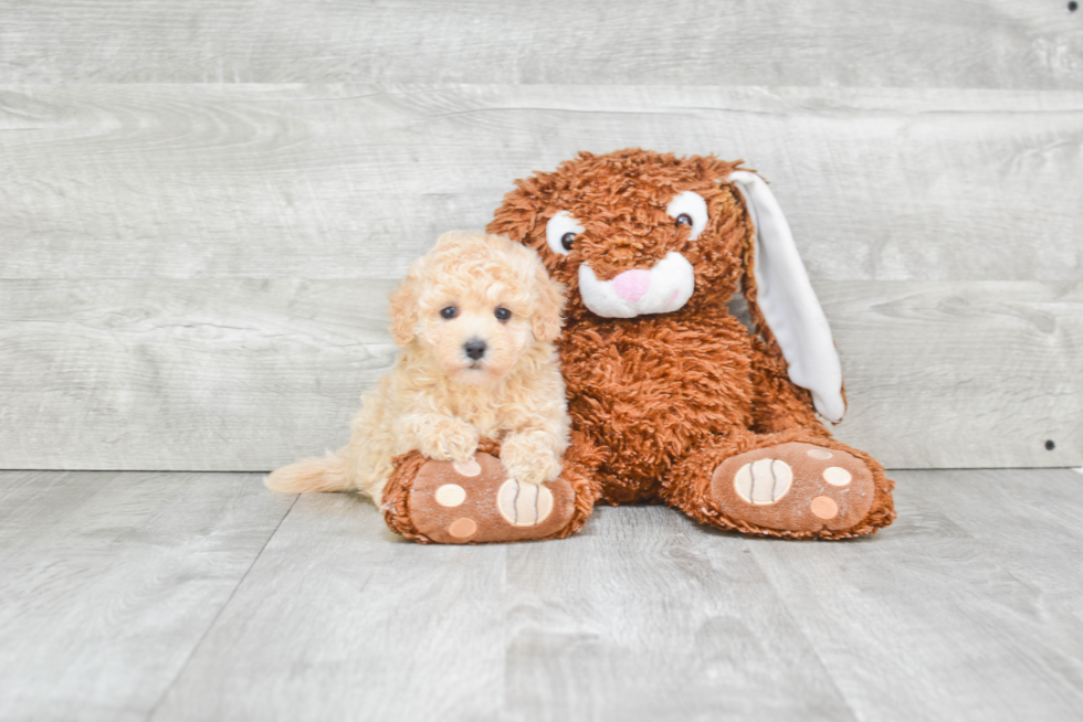 Maltipoo Puppy for Adoption