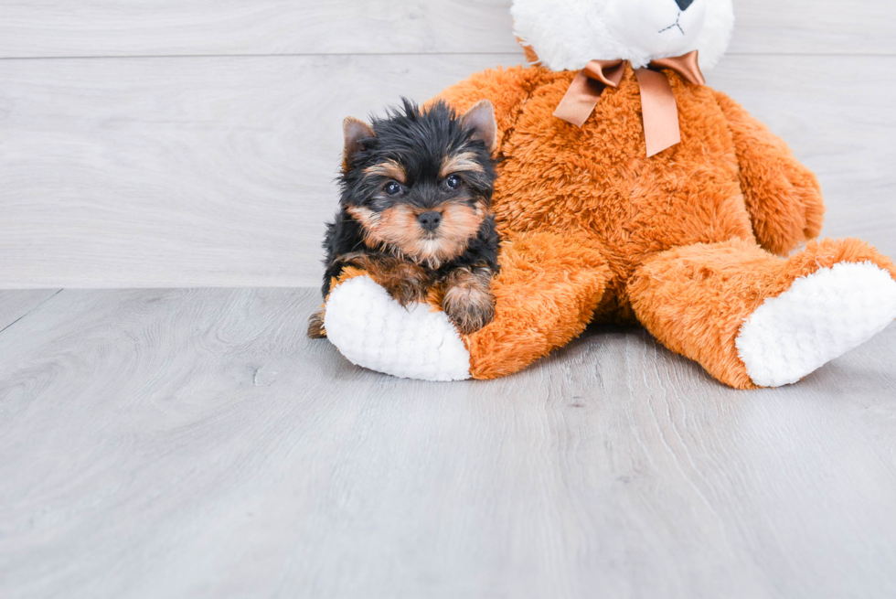 Meet Rascal - our Yorkshire Terrier Puppy Photo 