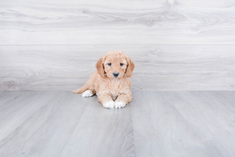 Hypoallergenic Golden Retriever Poodle Mix Puppy