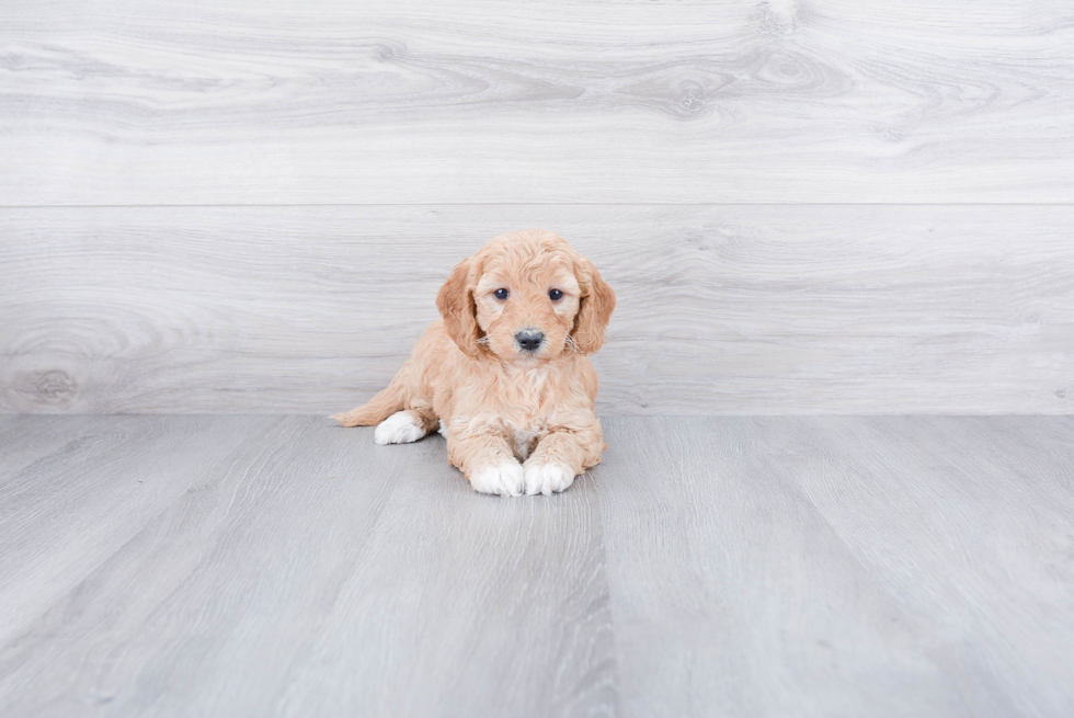 Hypoallergenic Golden Retriever Poodle Mix Puppy