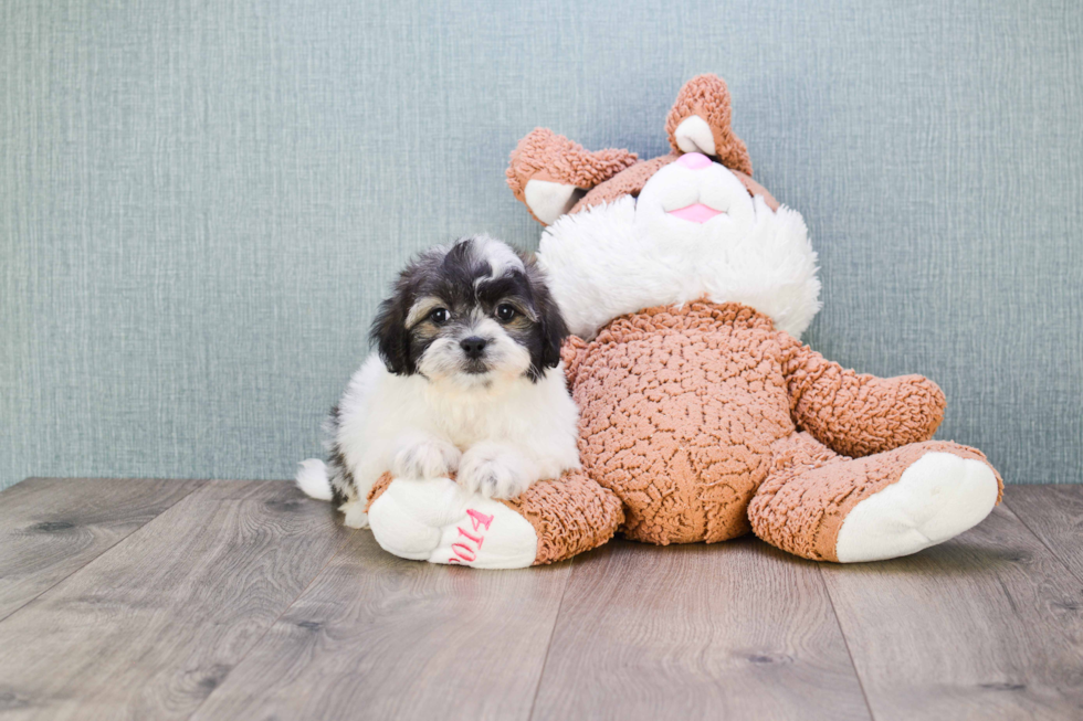 Petite Teddy Bear Designer Pup