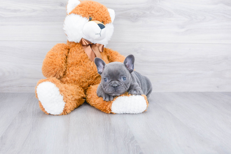 Cute Frenchie Purebred Puppy