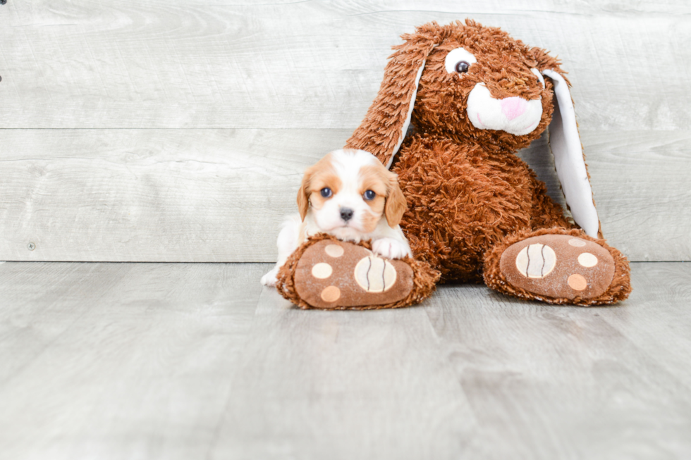 Cavalier King Charles Spaniel Pup Being Cute