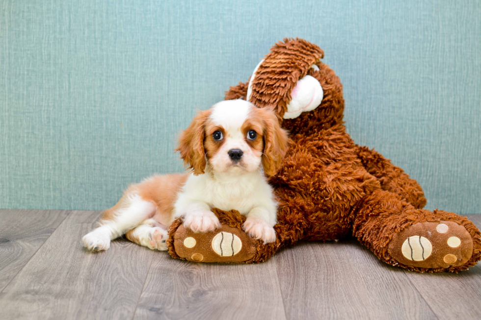 Popular Cavalier King Charles Spaniel Purebred Pup