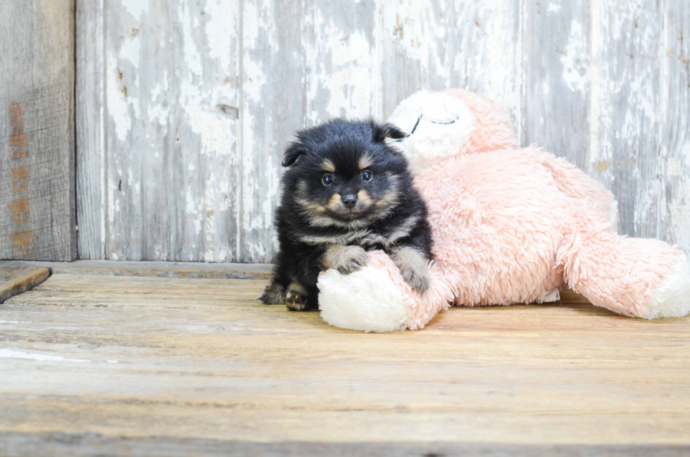 Pomeranian Pup Being Cute