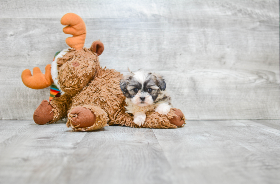 Friendly Teddy Bear Baby