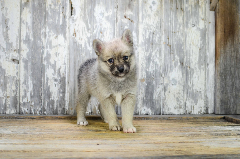 Small Pomsky Baby