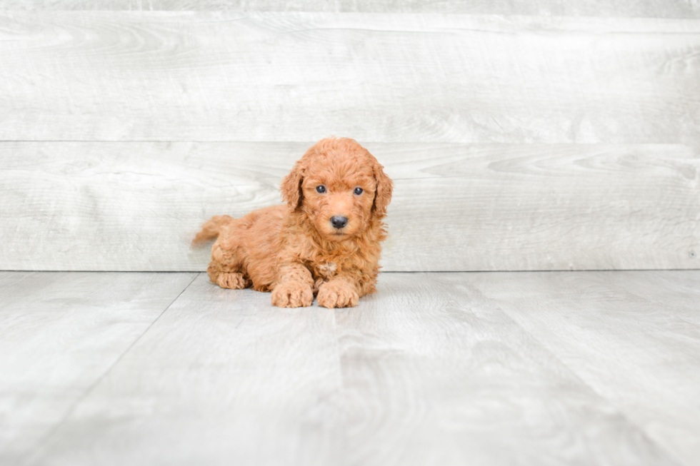 Popular Mini Goldendoodle Poodle Mix Pup