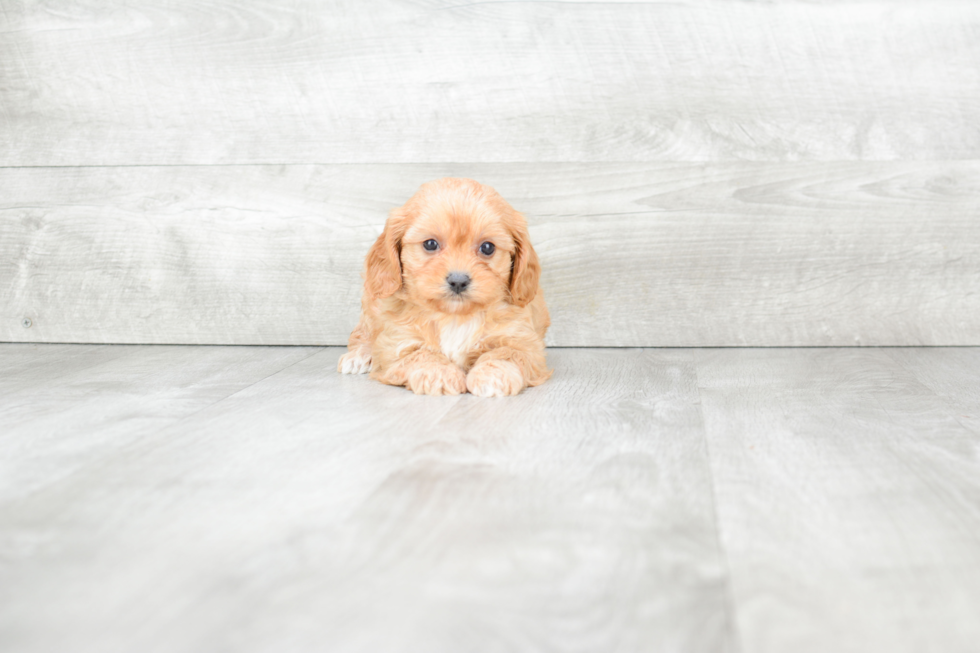 Cavapoo Puppy for Adoption