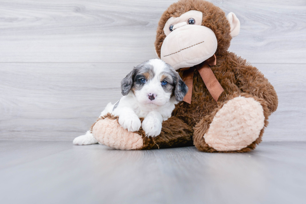 Best Cavapoo Baby