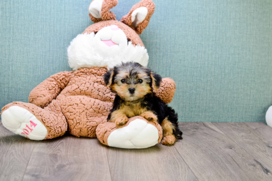 Fluffy Morkie Designer Pup