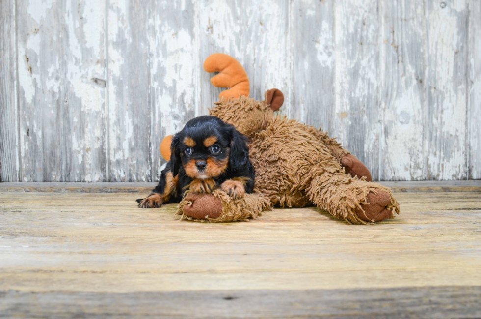 Cavalier King Charles Spaniel Puppy for Adoption