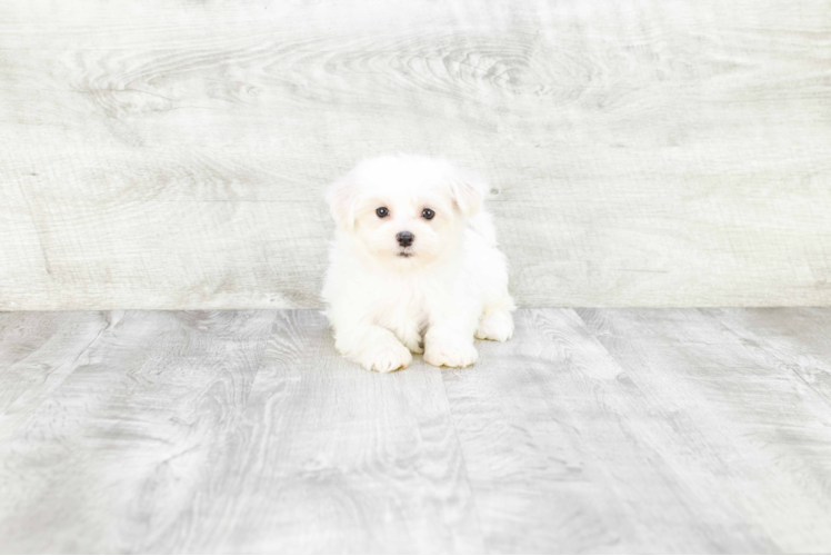 Friendly Maltese Baby