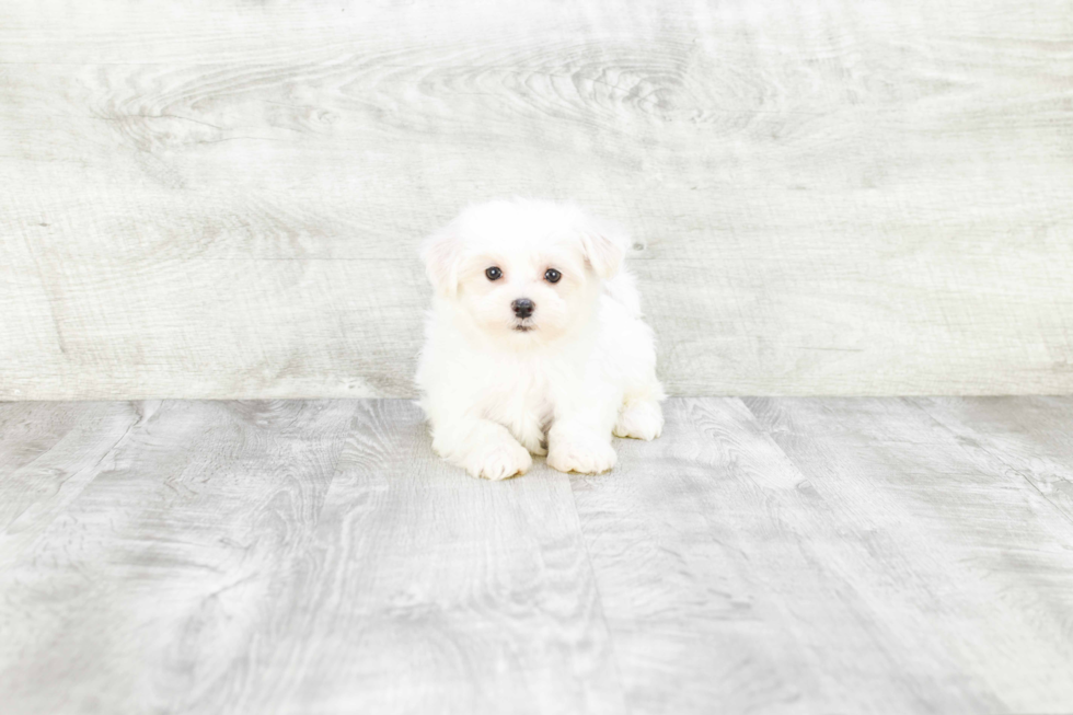 Friendly Maltese Baby