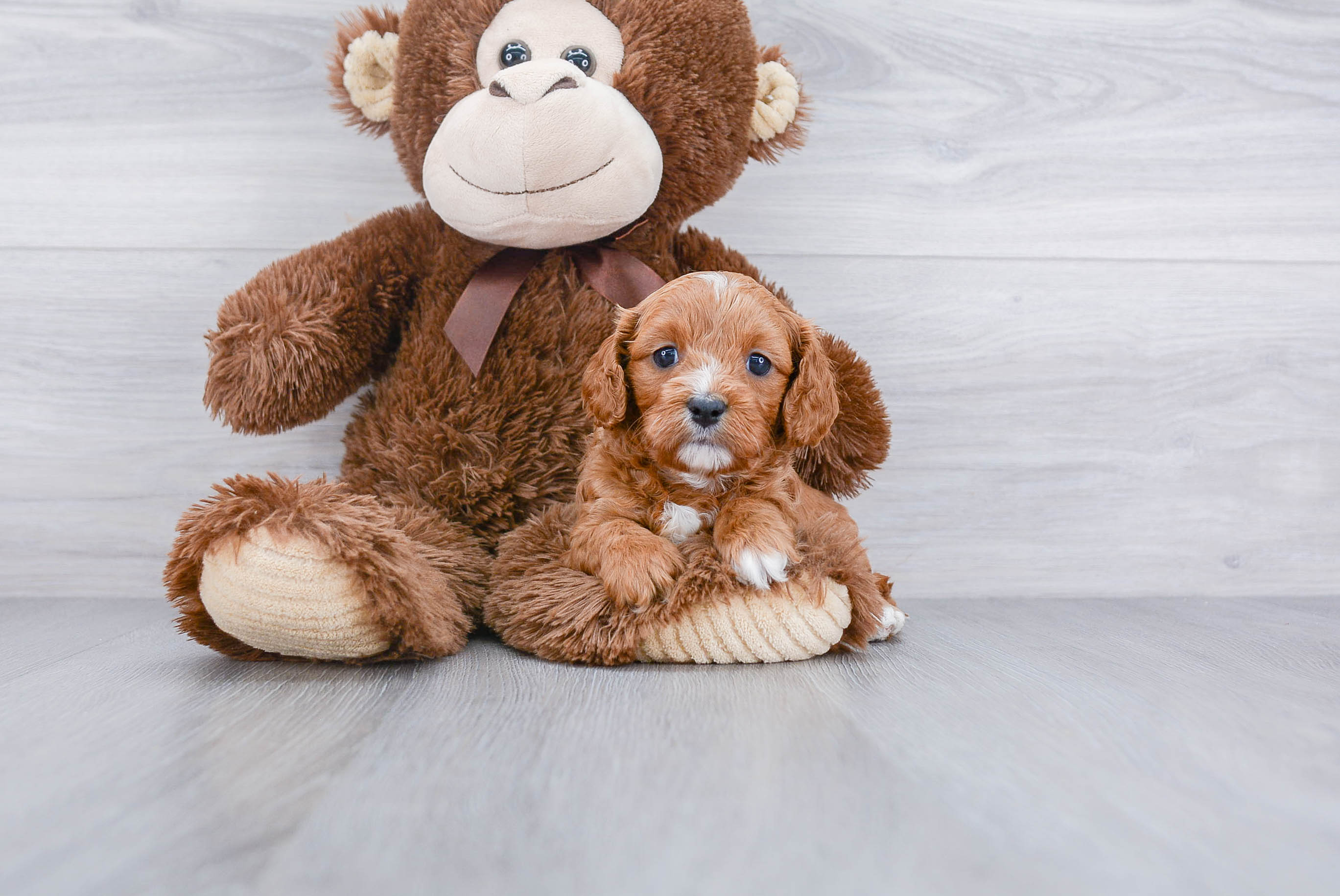 Friendly Cavapoo Baby
