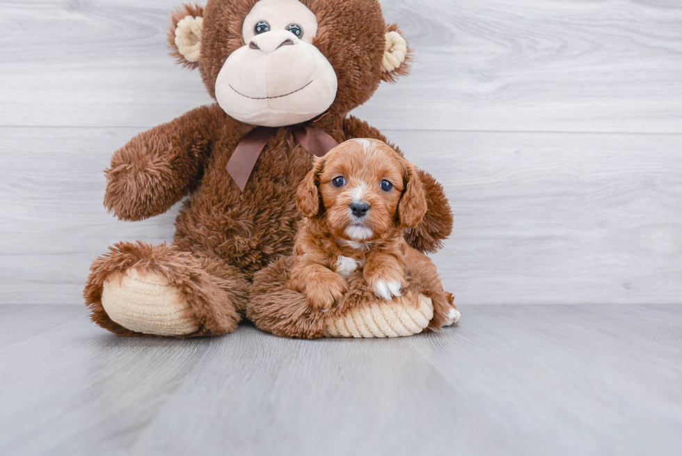 Friendly Cavapoo Baby