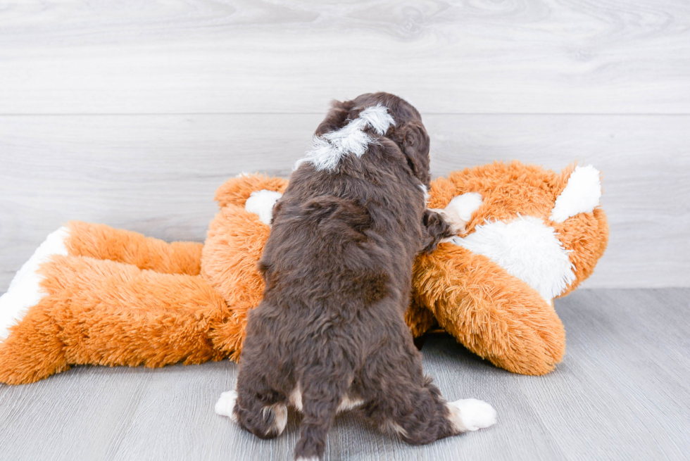 Funny Mini Bernedoodle Poodle Mix Pup