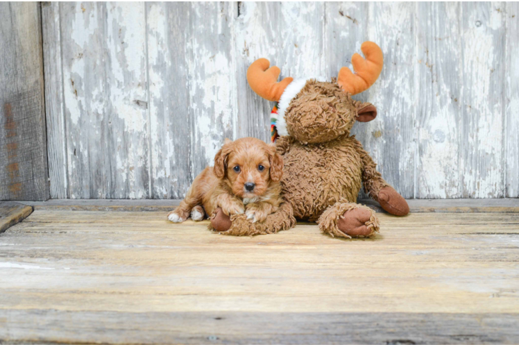 Cavapoo Puppy for Adoption