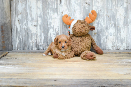 Cavapoo Puppy for Adoption