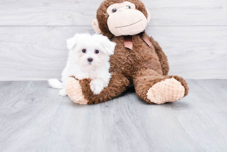 Playful Maltese Purebred Pup