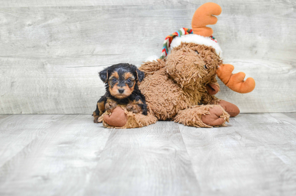 Sweet Yorkie Poo Baby