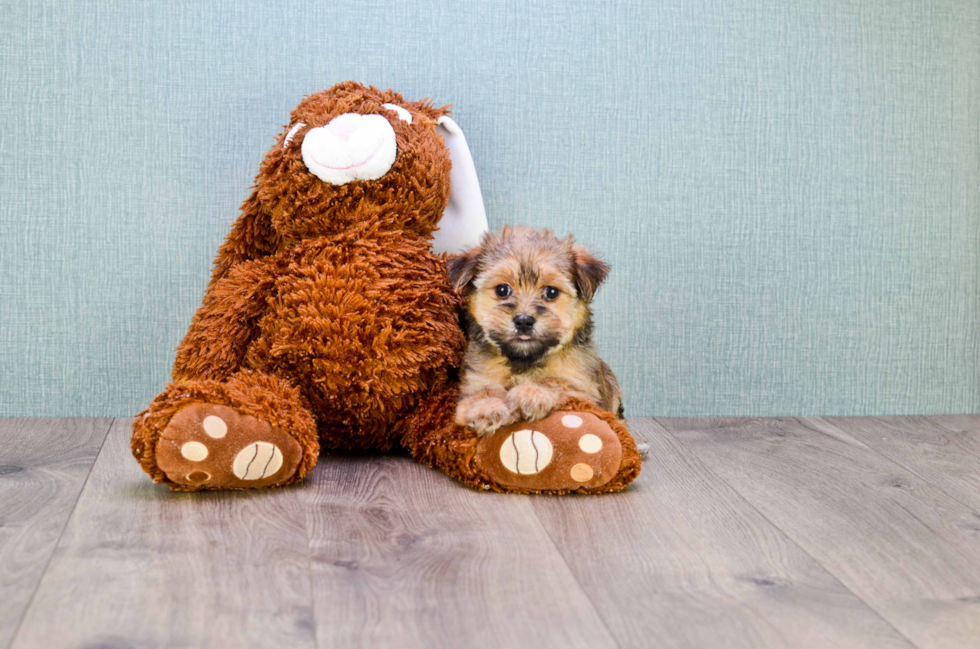 Morkie Puppy for Adoption