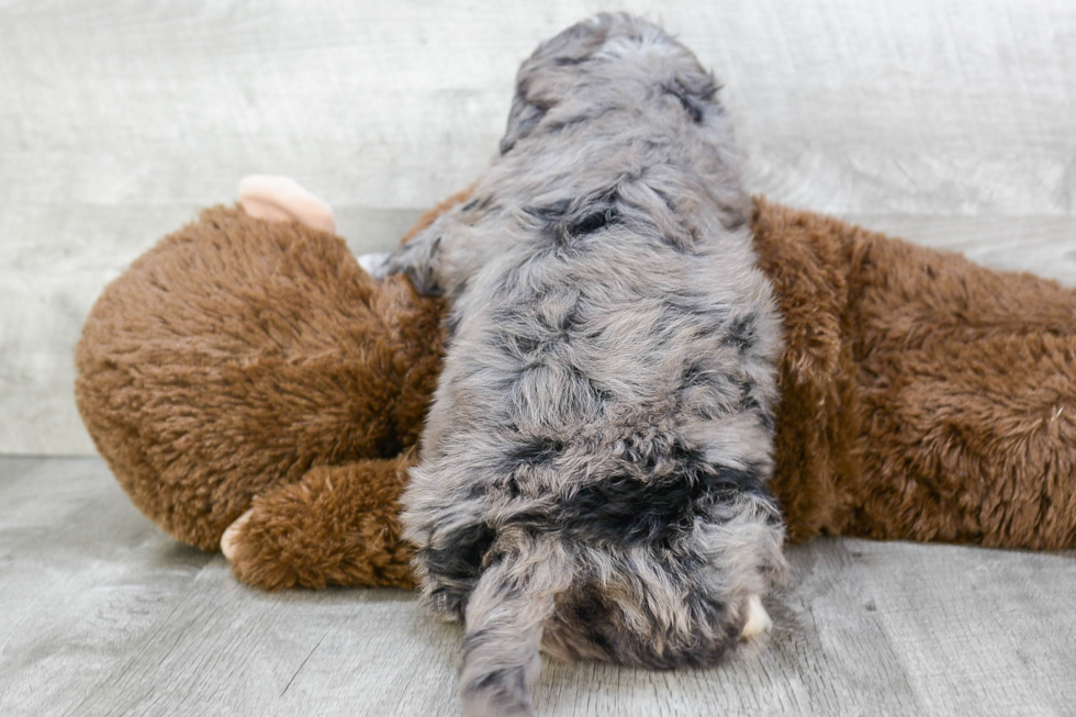 Energetic Bernadoodle Poodle Mix Puppy