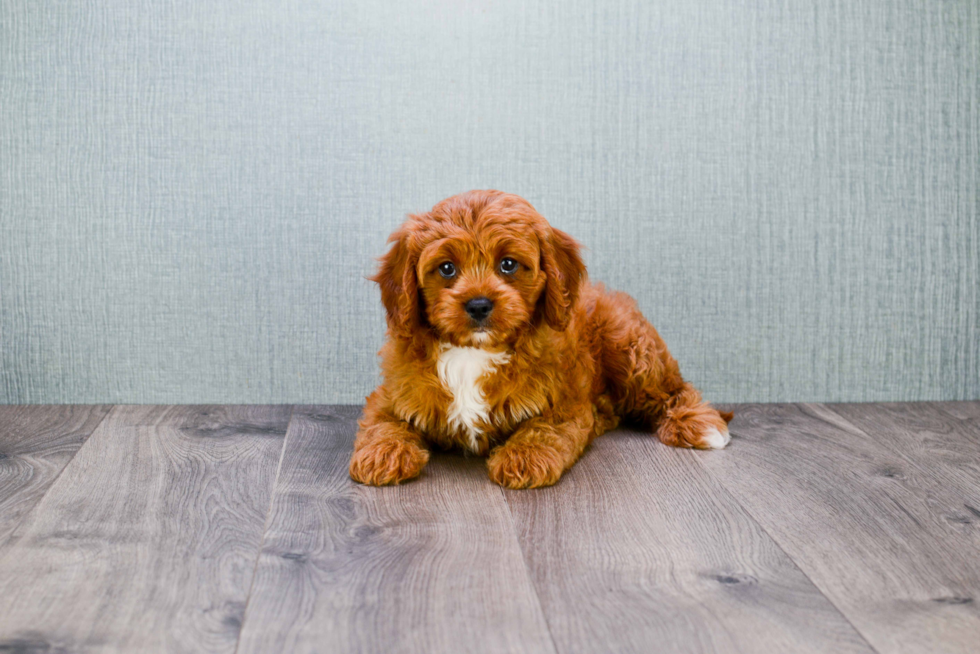 Popular Cavapoo Poodle Mix Pup