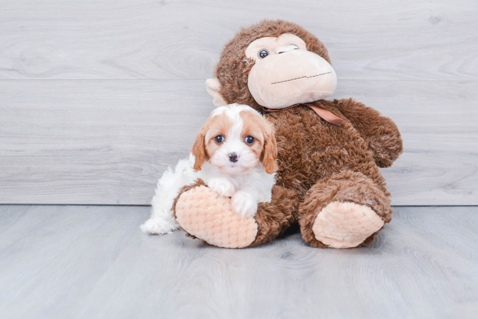 Cavapoo Puppy for Adoption