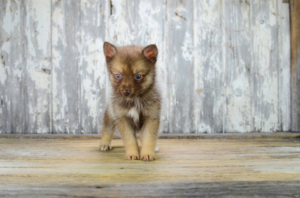 Funny Pomsky Designer Pup