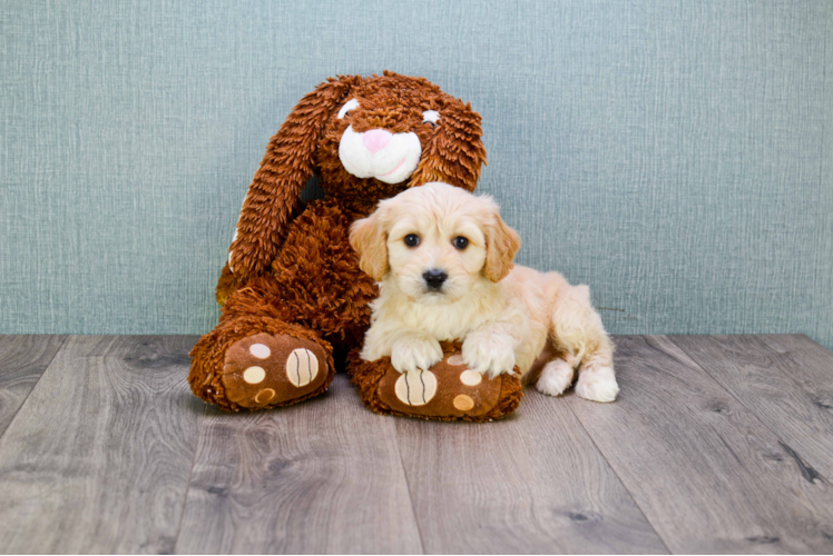 Hypoallergenic Cavalier Designer Puppy