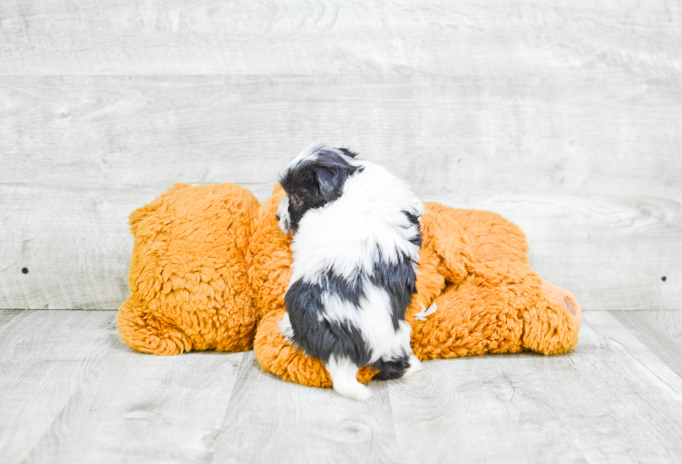 Popular Havanese Purebred Pup