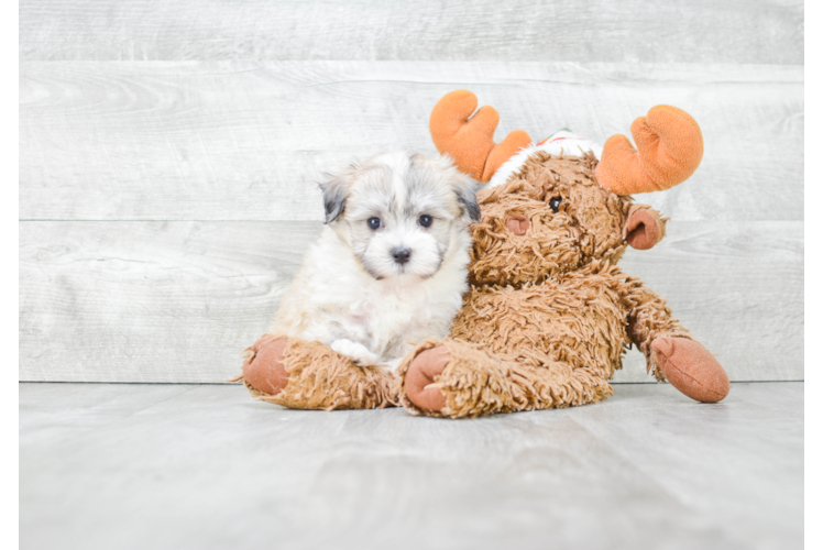 Best Havanese Baby