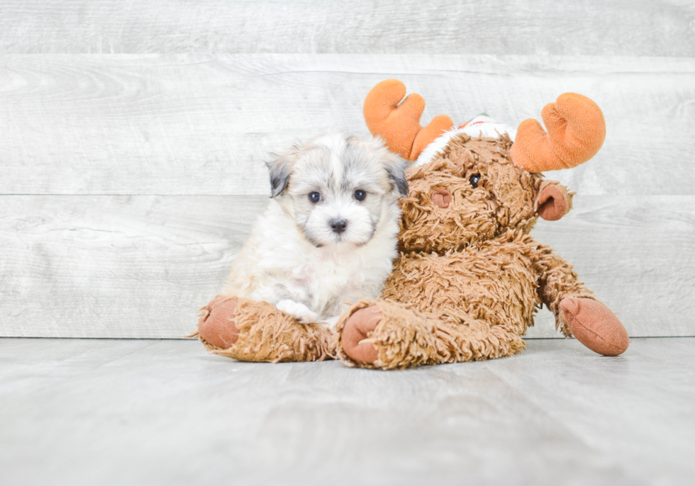 Best Havanese Baby