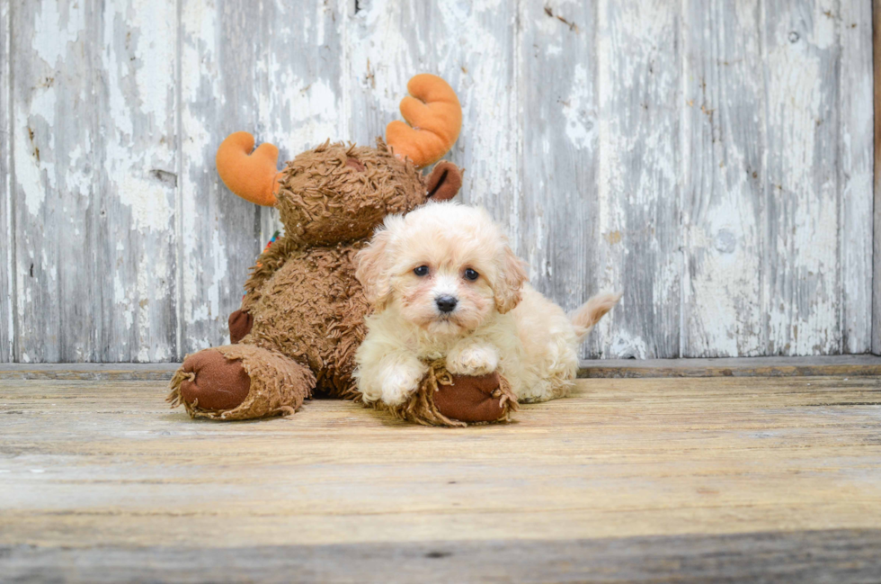 Best Cavachon Baby